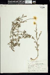 Anthemis arvensis var. agrestis image