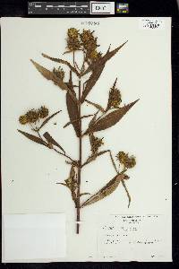 Bidens cernua var. cernua image