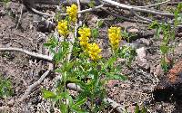 Thermopsis divaricarpa image