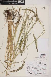 Calamagrostis stricta image