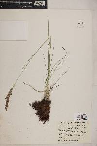 Calamagrostis stricta image