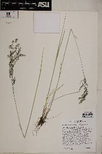 Deschampsia danthonioides image