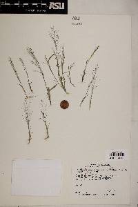 Muhlenbergia minutissima image