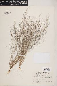 Muhlenbergia minutissima image