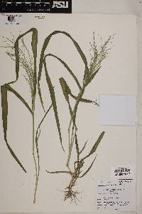 Panicum hirticaule image