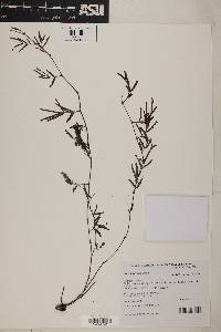 Neptunia gracilis image