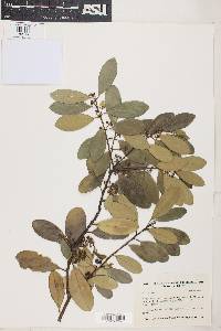 Ilex dioica image