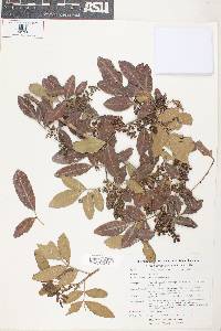 Schinus terebinthifolius image