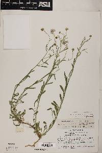 Erigeron accedens image