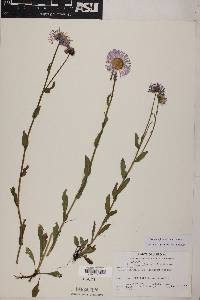 Erigeron formosissimus image