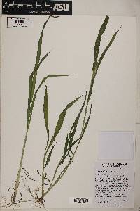 Setaria verticillata image