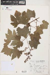 Vitis munsoniana image