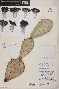 Opuntia phaeacantha image