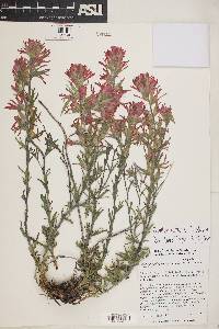 Castilleja chromosa image