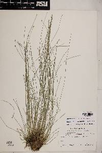 Eleocharis geniculata image