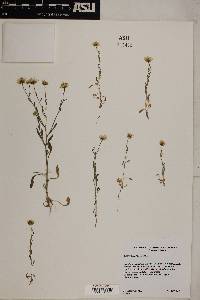 Erigeron lobatus image