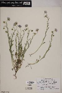 Erigeron lobatus image