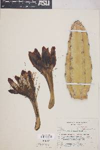 Image of Cereus childsii