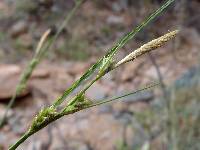 Carex leucodonta image