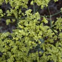 Eriogonum corymbosum var. glutinosum image