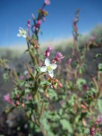 Eremothera gouldii image