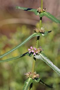 Image of Ammannia coccinea