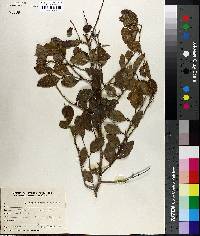 Xylosma venosa image