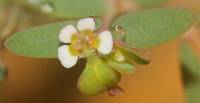 Euphorbia villifera image