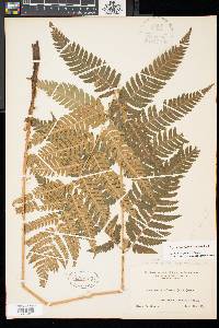 Dryopteris celsa image