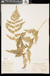 Dryopteris celsa image