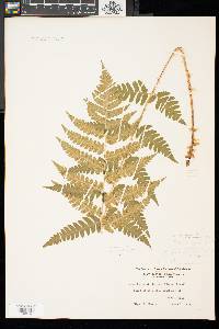 Dryopteris celsa image