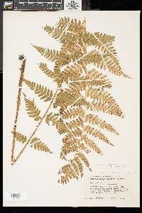 Dryopteris celsa image