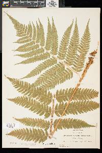 Dryopteris celsa image