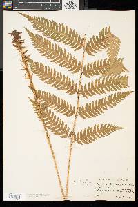 Dryopteris celsa image