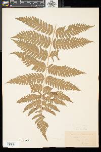 Dryopteris celsa image