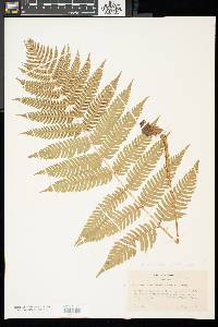 Dryopteris celsa image