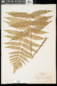 Dryopteris celsa image