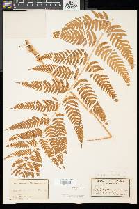 Dryopteris celsa image