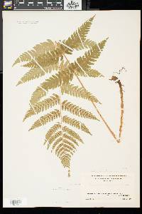 Dryopteris celsa image