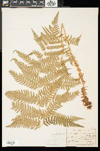 Dryopteris celsa image