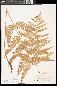 Dryopteris celsa image