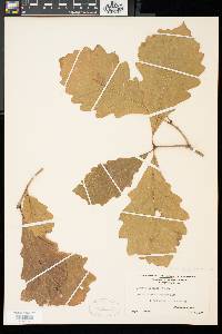 Quercus bicolor image