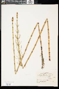 Equisetum fluviatile image