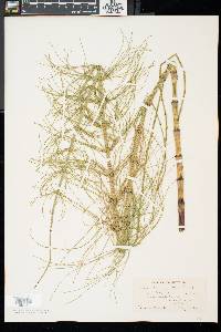 Equisetum fluviatile image