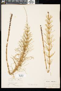 Equisetum fluviatile image