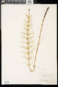 Equisetum fluviatile image