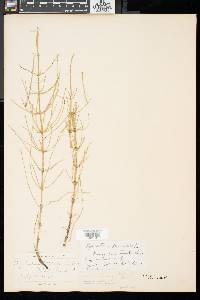 Equisetum fluviatile image