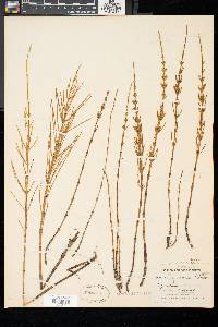 Equisetum fluviatile image