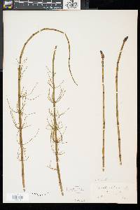 Equisetum fluviatile image