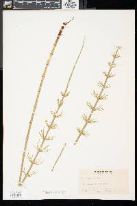 Equisetum fluviatile image